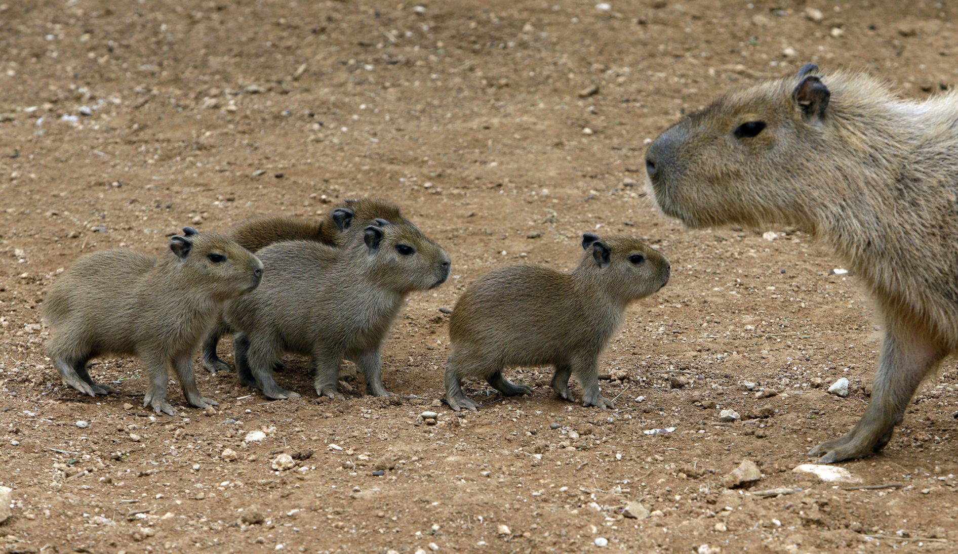 Greece Zoo